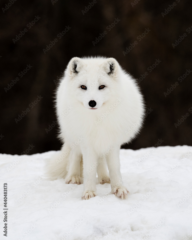 Arctic Fox in winter pelage - Canada