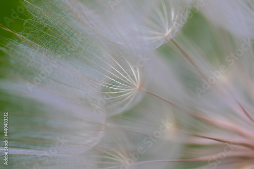 Large white Dandelion puff flower as a close-up