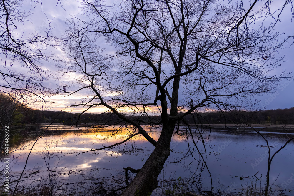Silhouette of tree by the lake during sunset Silhouette of tree by the lake during sunset