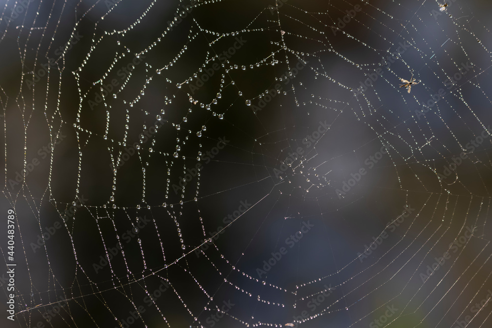 Close up shot of spider web with rain drops Close up shot of spider web with rain drops