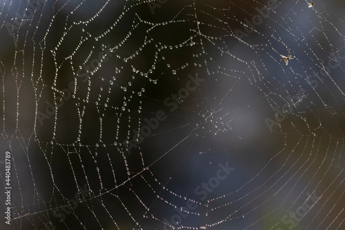 Close up shot of spider web with rain drops