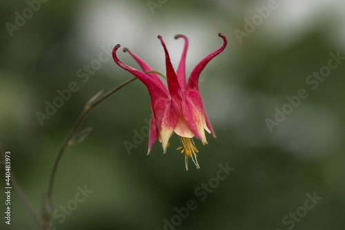 Close up shot of red Columbine flower in the garden