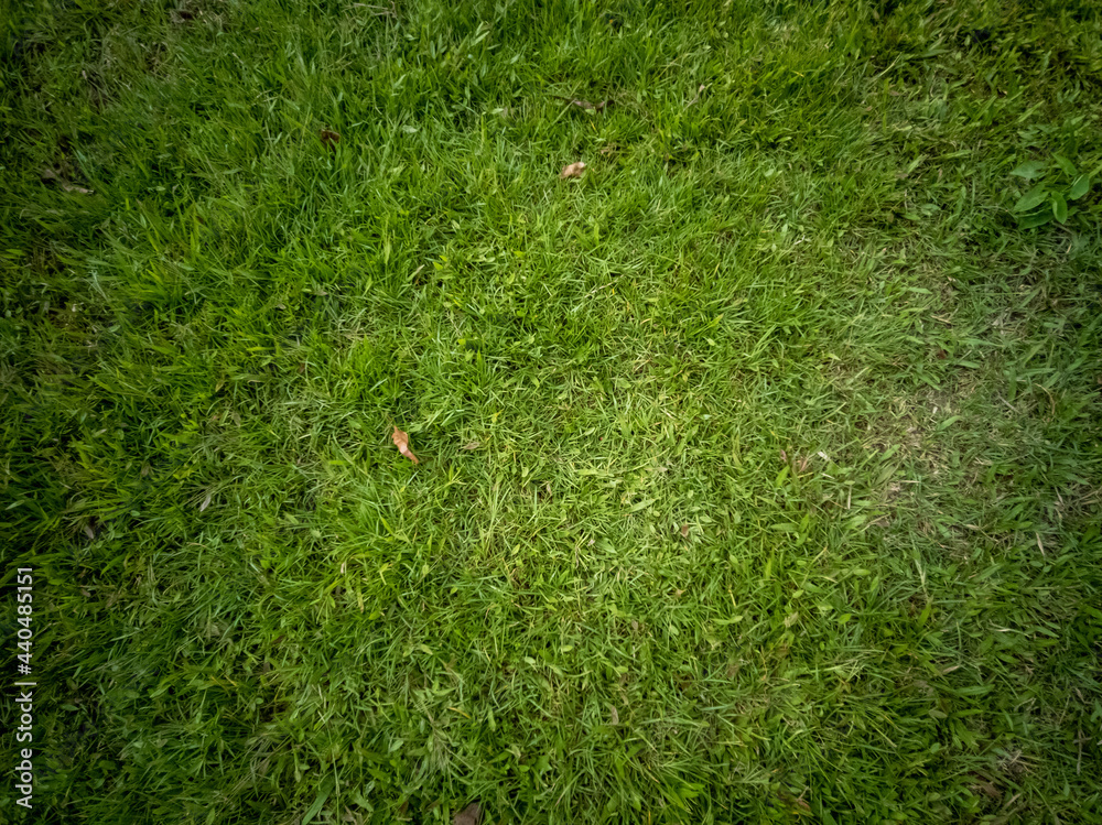 Landscape of carabao grass in the field under sunlight Stock Photo