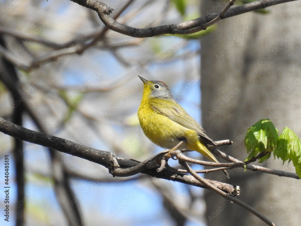 Fototapeta premium Nashville Warbler
