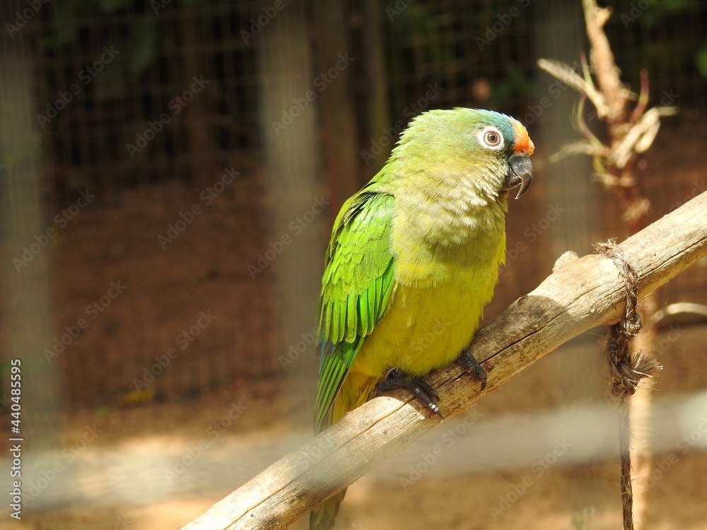 Obraz premium Parque das Aves, Foz do Iguaçu