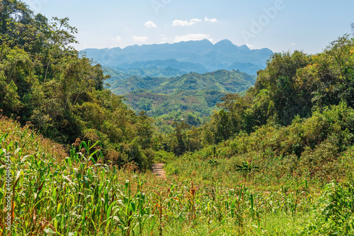 Corn field in the Guatemalan highlands in the region of Lanquin, Semuc Champey and Coban, Alta Verapaz state, Guatemala. photo