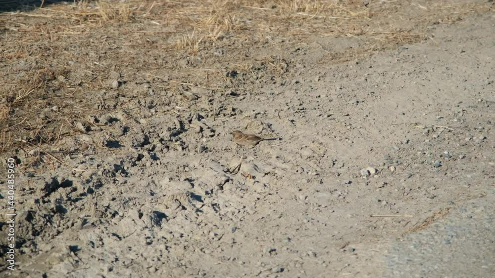 sparrow bird cleaning its feathers in the sand sparrow bird cleaning its feathers in the sand
