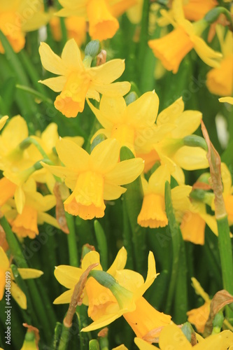 Group of yellow daffodils