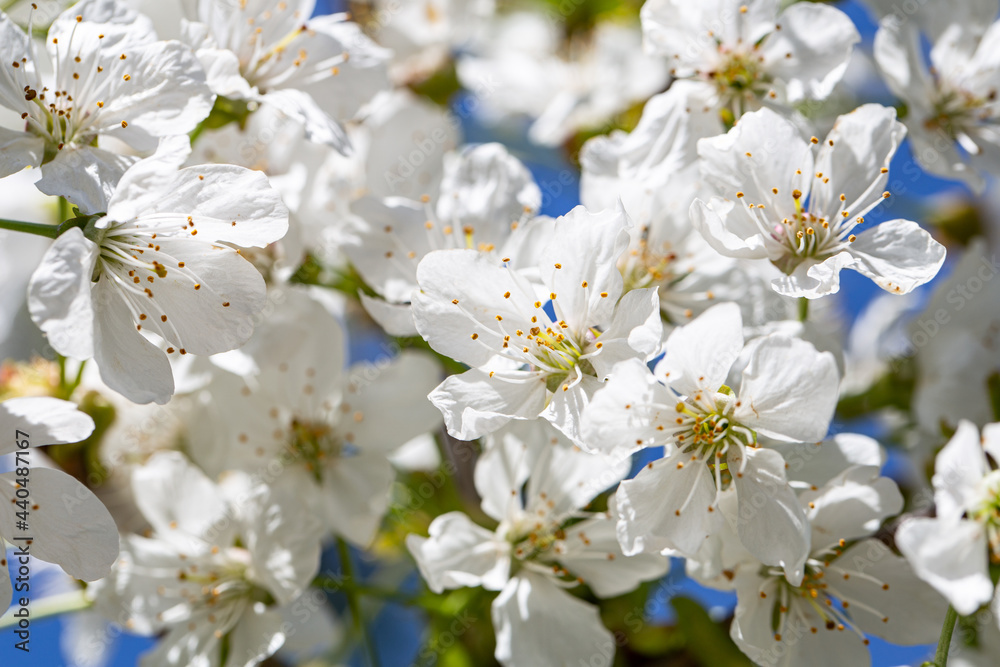 Close-up of flowers on a blooming apple tree.