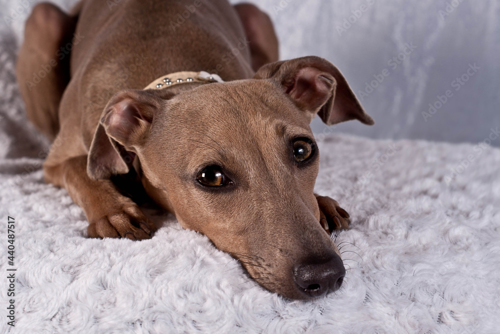 sad Italian greyhound lies and looks straight, close-up, head, on a light gray background