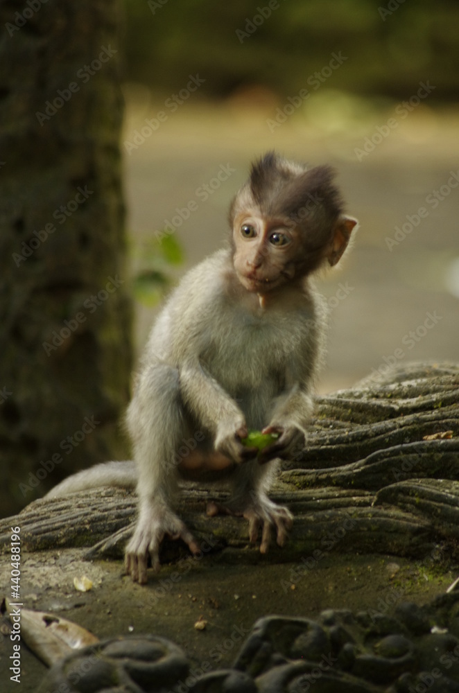 Monkeys at the Monkey Tempel in Ubud, Bali, Indonesia Monkeys at the Monkey Tempel in Ubud, Bali, Indonesia