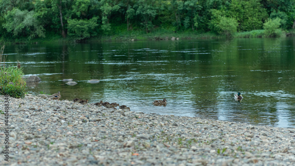 family of small ducks with their mother walk to the river water family of small ducks with their mother walk to the river water