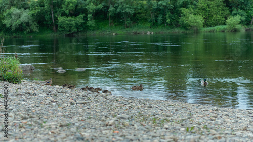 family of small ducks with their mother walk to the river water