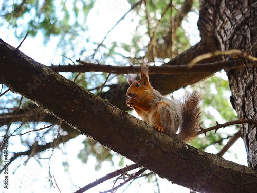 Red-haired gray squirrel gnaws a nut while sitting on a tree branch © jockermax3d
