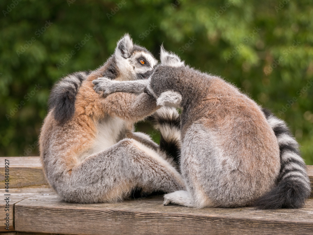 Ring tailed lemurs grooming each other at the Apenheul in The Netherlands.