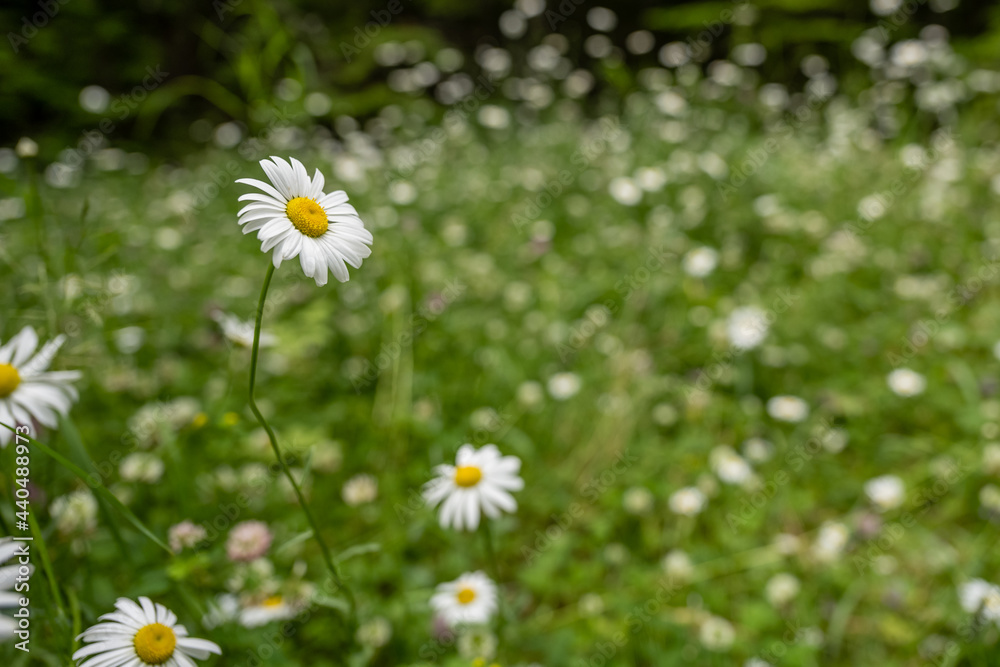 Daisies Grow in Field along Piegan Pass Trail Daisies Grow in Field along Piegan Pass Trail