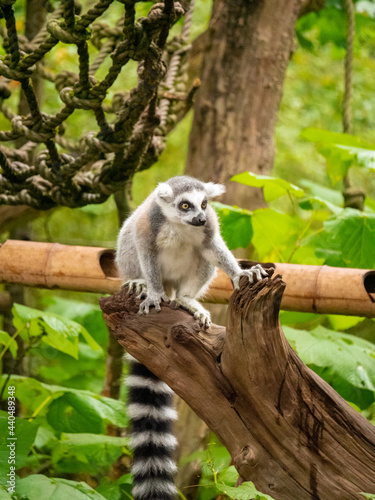 A Ring Tailed Lemur sitting on a tree stump at the Apenheul in The Netherlands.