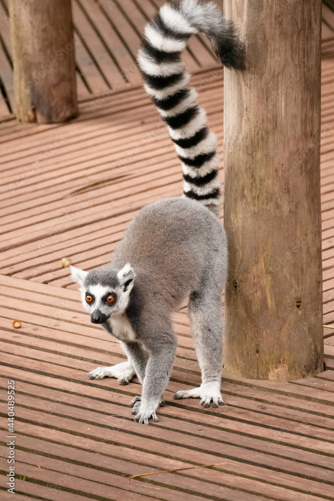 Fototapeta premium A male Ring Tailed Lemur scent marking a pole at the Apenheul in The Netherlands.