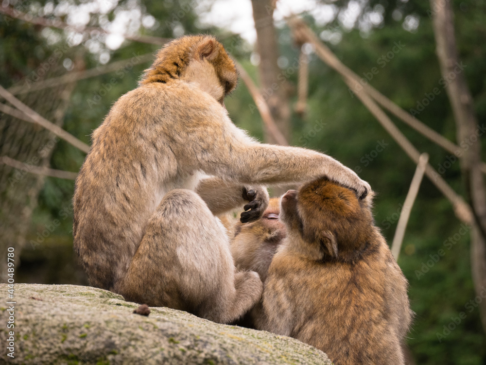 Barbary macaques grooming each other on a rock in the Apenheul in The Netherlands.