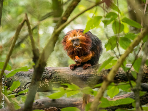 Photos A Golden-headed lion tamarin eating food in the trees at the Apenheul in The Netherlands