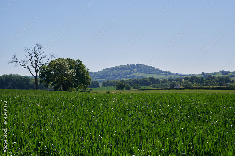 Agriculture farm field in english countryside with blue sky