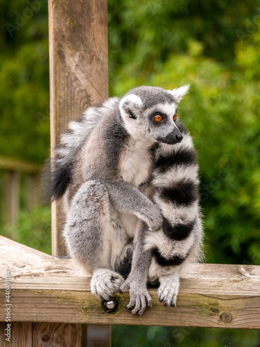 Ring tailed lemurs sat on a fence at the Apenheul in The Netherlands.