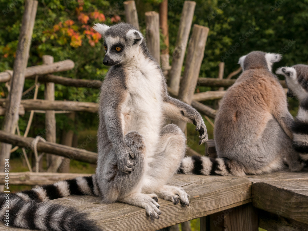 Fototapeta premium Ring tailed lemurs sat on a fence at the Apenheul in The Netherlands.