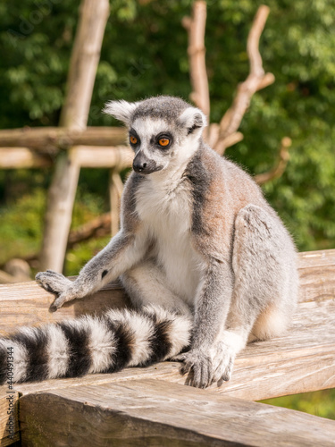 Close up of a Ring Tailed lemur sat on a fence at the Apenheul in The Netherlands.