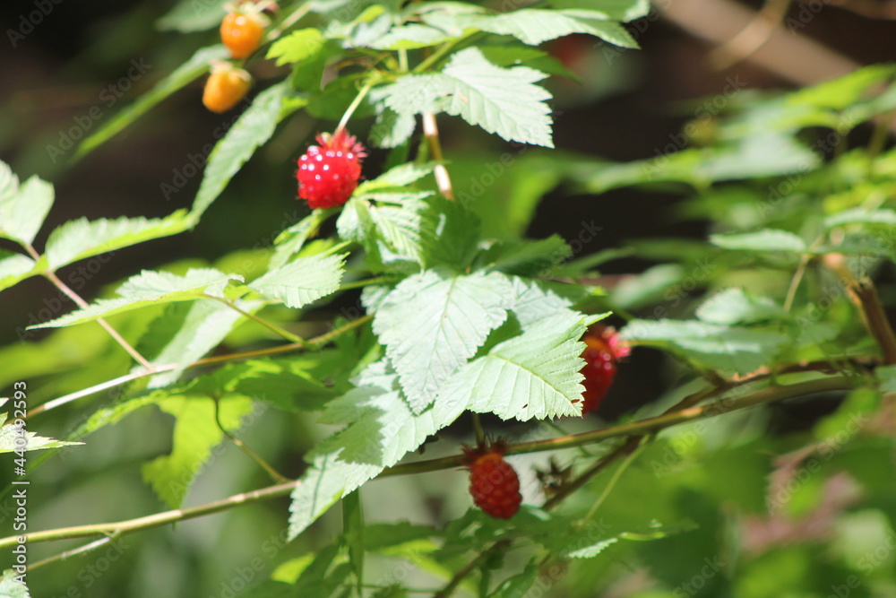 Obraz premium Strawberry bush