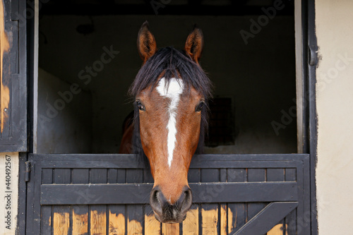 Head of the thoroughbred horse looking over the wooden stable doors. Close up, copy space for text, background.