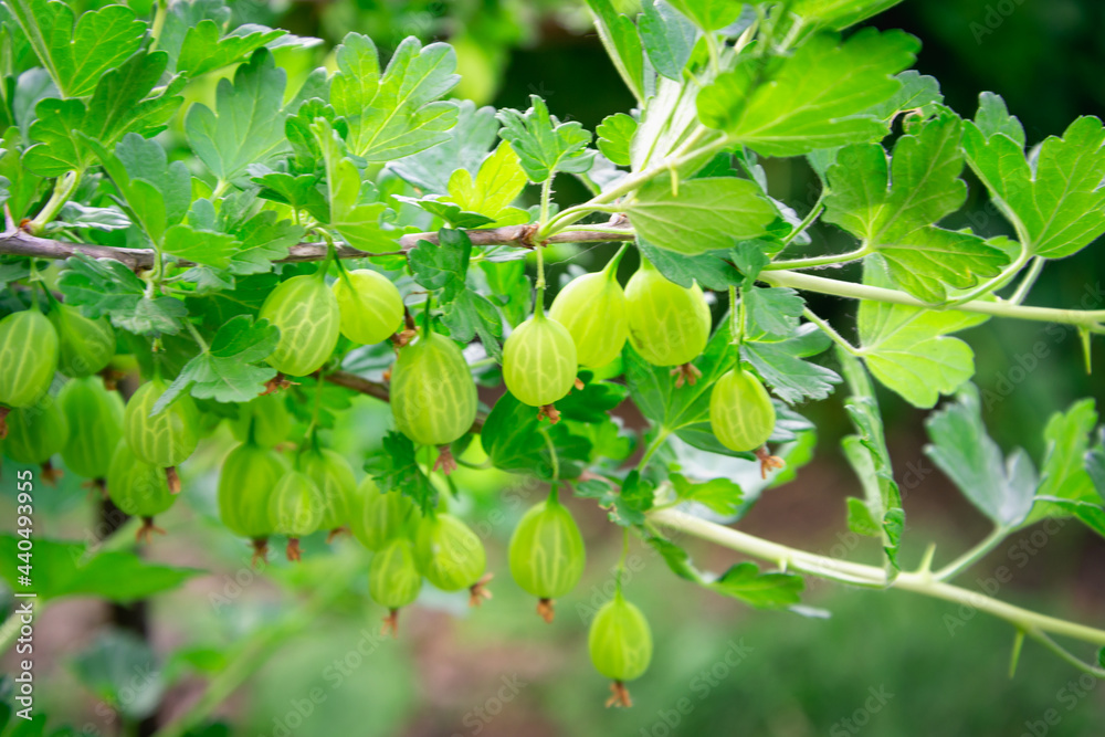 Spicy green gooseberry berry on a branch. Spicy green gooseberry berry on a branch.