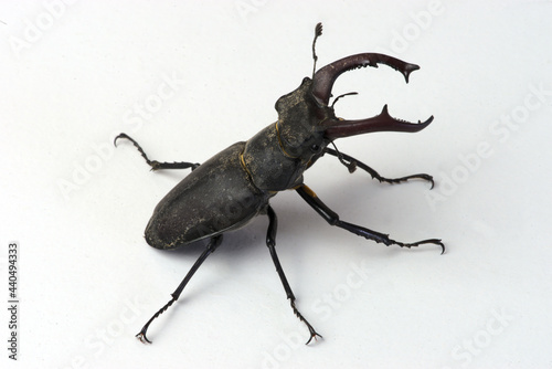 Stag beetle, male Lucanus cervus with jaws, mandible beetle