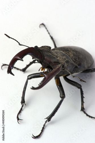 Stag beetle, male Lucanus cervus with jaws, mandible beetle