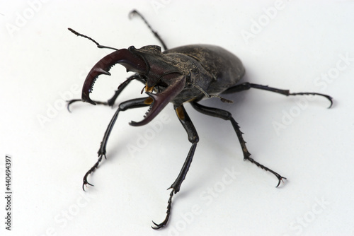 Stag beetle, male Lucanus cervus with jaws, mandible beetle photo