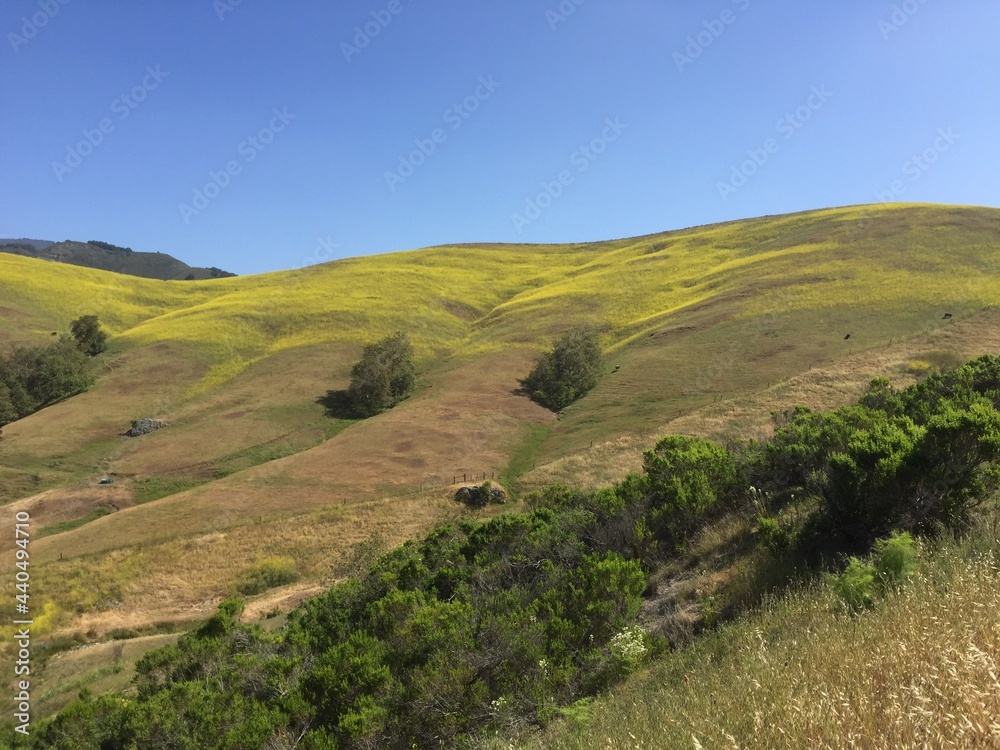 soft rolling hills with meadows of yellow mustard