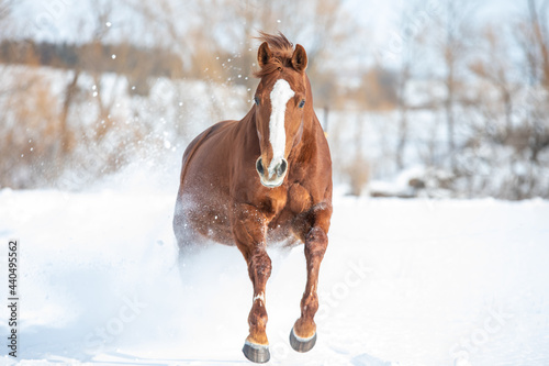 Chestnut horse galloping through the snow 