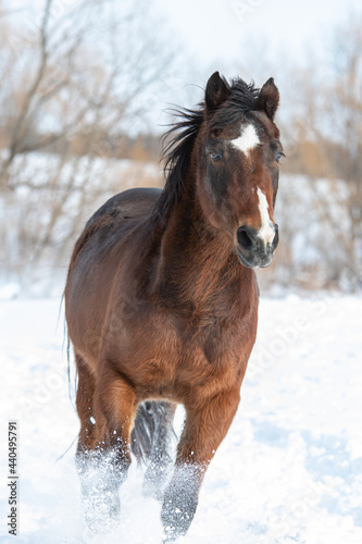 Brown horse running through the snow