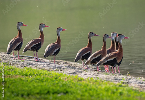 Photos Black-bellied Whisting Ducks