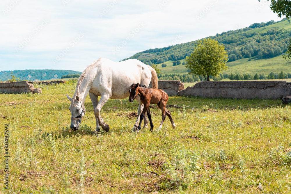 The horse is white with a young foal.
