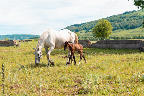 The horse is white with a young foal. © Ilya
