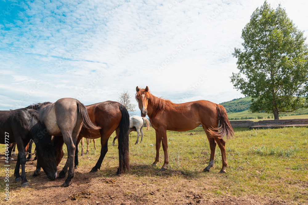 Horses in the meadow. Sky and tree. Horses in the meadow. Sky and tree.