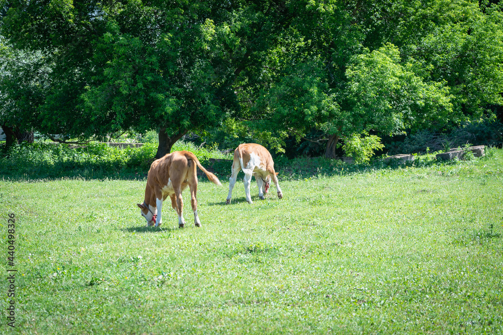 Naklejka premium Young calves graze in the meadow.