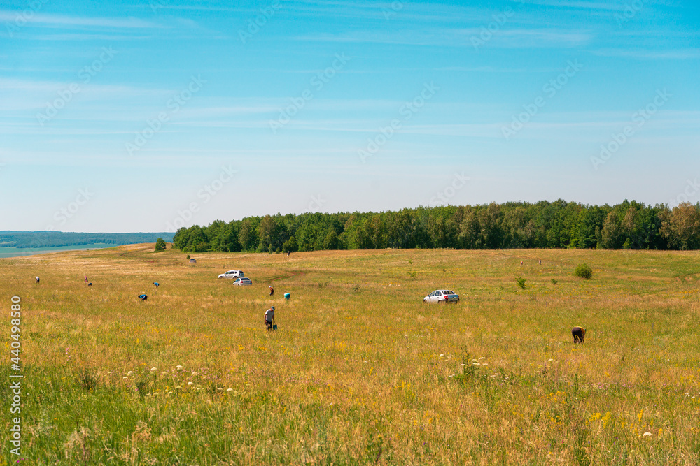 People pick wild berries in the meadow.