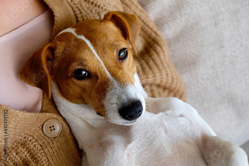 Cropped shot of adorable jack russell terrier pup sitting with its female owner. Unrecognizable woman wearing knitted sweater and mom jeans with cute doggy on her lap. Close up, copy space, background © Evrymmnt