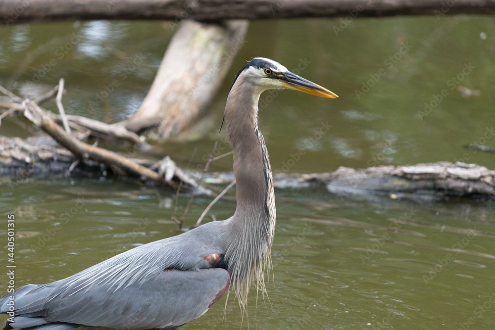 great blue heron (Ardea herodias) stands in a pond - profile great blue heron (Ardea herodias) stands in a pond - profile