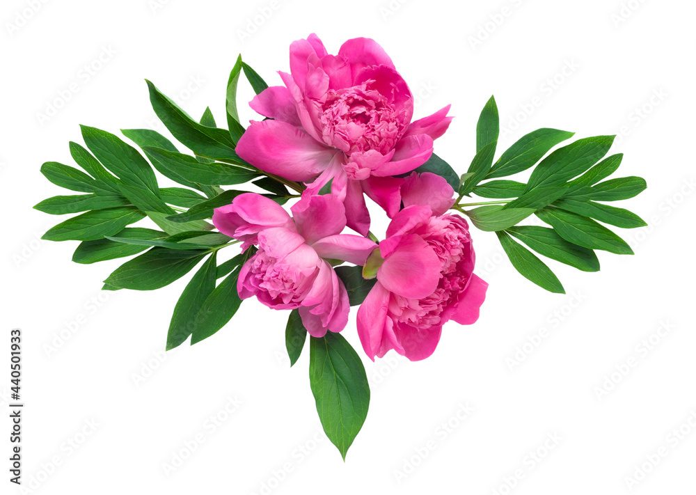 Peony flower set isolated on white background. Set flower. Postcard for congratulations or invitations.