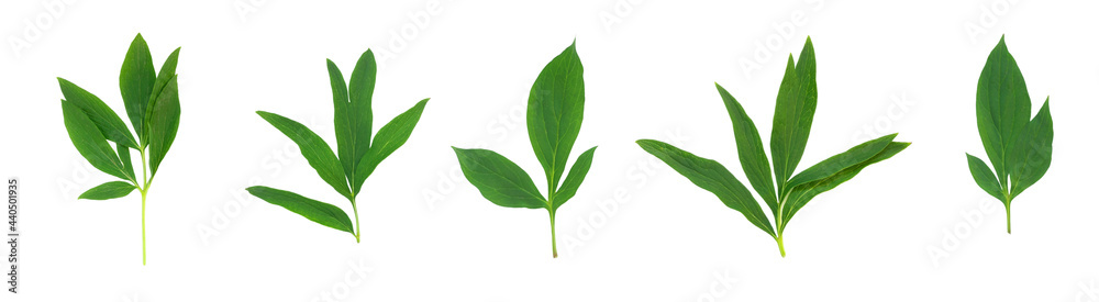 Set of green peony leaves on white isolated background.