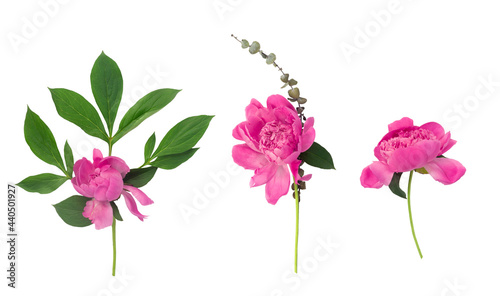 Peony flower set isolated on white background. Set flower. Postcard for congratulations or invitations. © Loraliu
