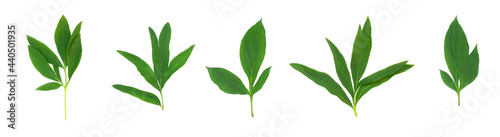 Set of green peony leaves on white isolated background.