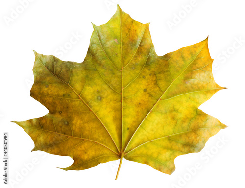 Autumn maple branch with leaves isolated on background
